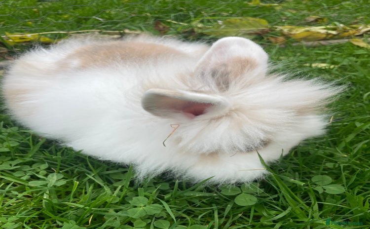 Lionhead rabbits Lion head doe - Advert 8