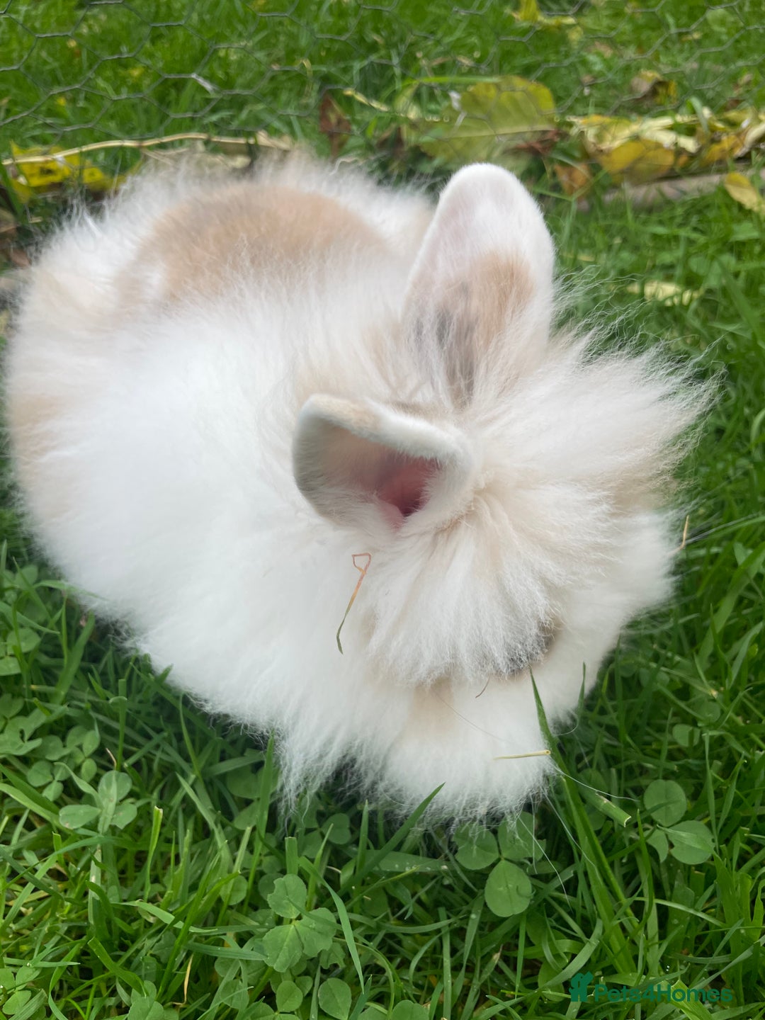 Lionhead rabbits for sale: Lion head doe - Advert 1