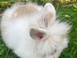 Lionhead rabbits Lion head doe - Advert 12