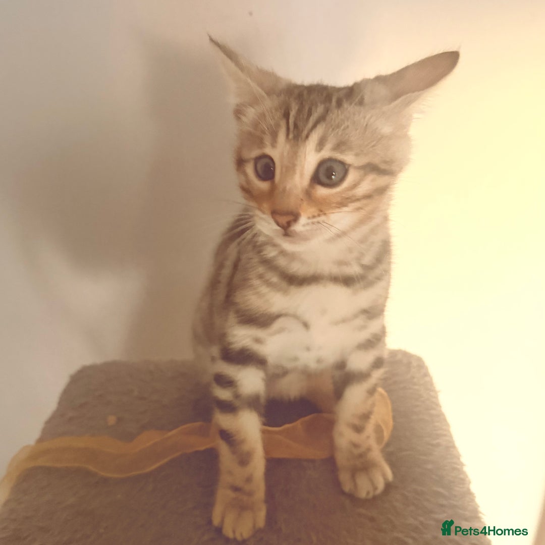 Bengal cats for sale: Pedigree Bengal Kitten 💙 - Advert 4