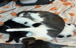 British Longhair cats for sale: beautiful tuxedo longhair needs foreveerhome - Image 6