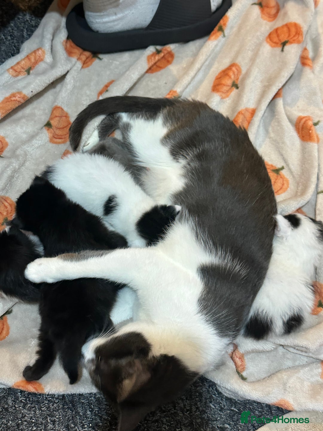 British Longhair cats for sale: beautiful tuxedo longhair needs foreveerhome - Image 6