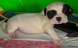 American Bulldog dogs for sale: American Bulldog - Image 3