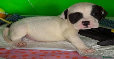 American Bulldog dogs - Advert 6