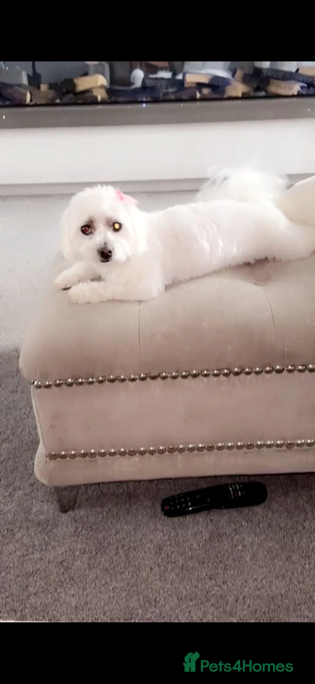 Mixed Breed dogs for sale: Bichon Frise Maltese mix in Hartlepool - Advert 2