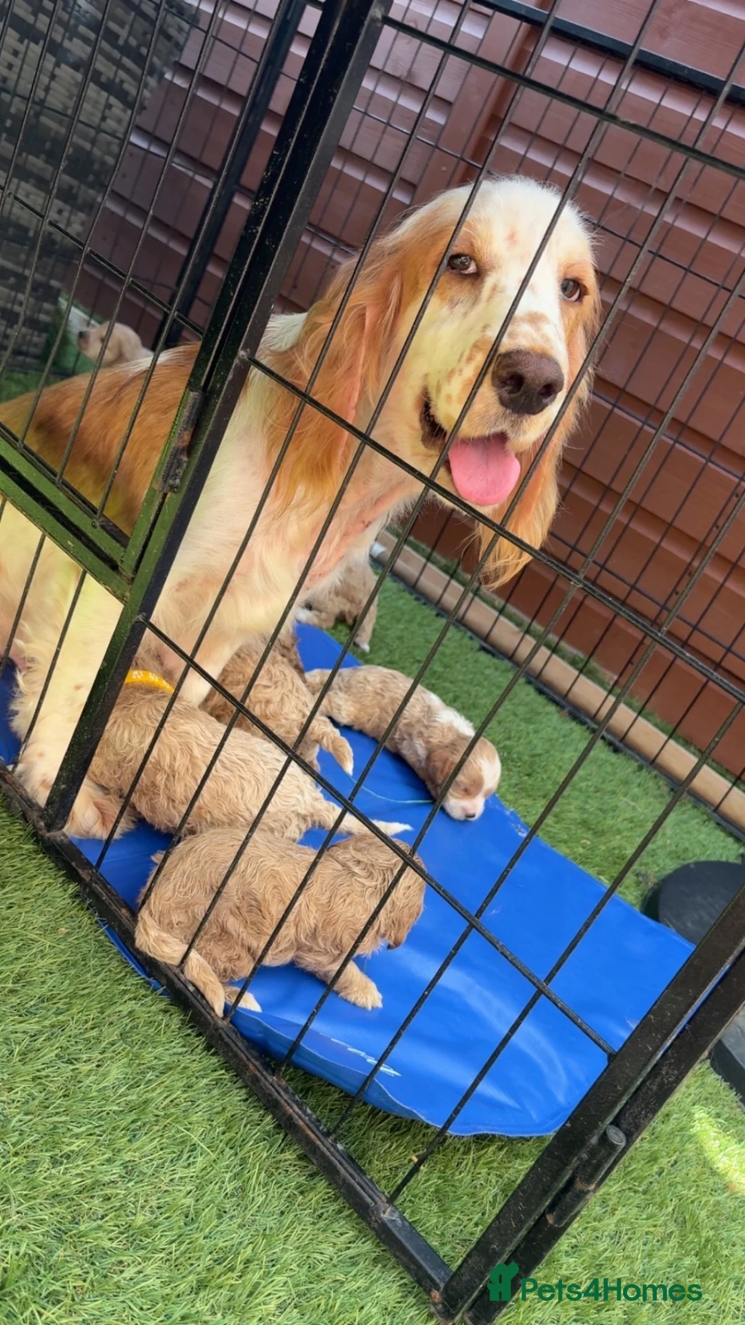 Cockapoo dogs for sale: Champagne Cockapoos  - Advert 1