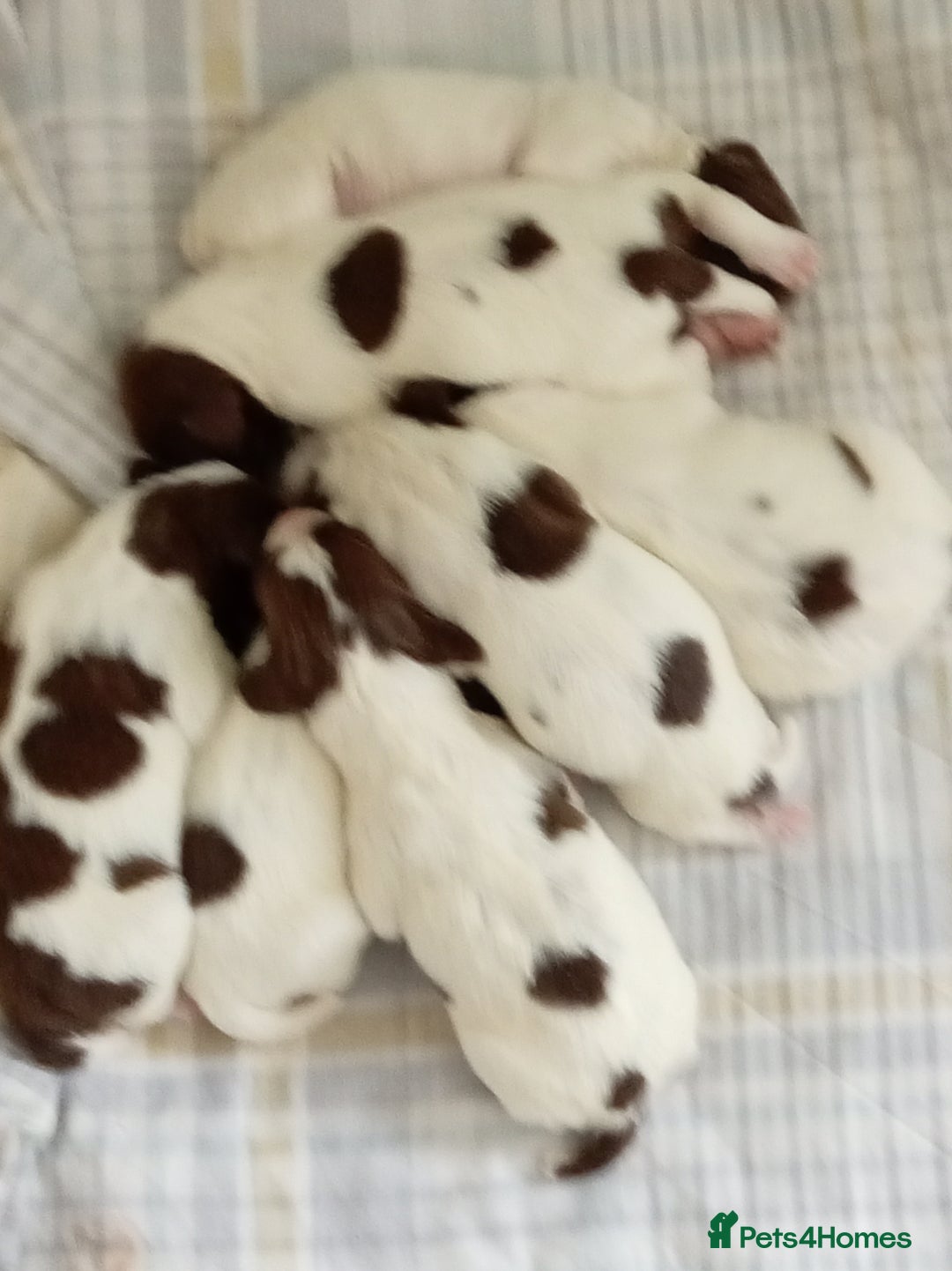English Springer Spaniel dogs for sale: KC Reg English Springer Spaniels - 2 girls left - Advert 2
