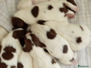 English Springer Spaniel dogs KC Registered E Springer Spaniels 1 girl left - Advert 1