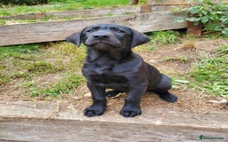 Mixed Breed dogs for sale: 3 gorgeous puppies ready for their new home - Image 2