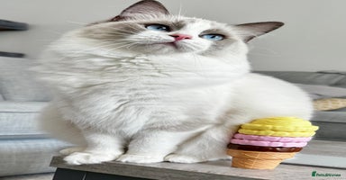Ragdoll cats - Advert 12
