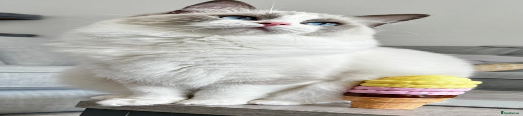 Ragdoll Kitten 1
