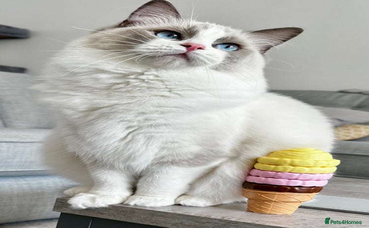 Ragdoll cats - Advert 6
