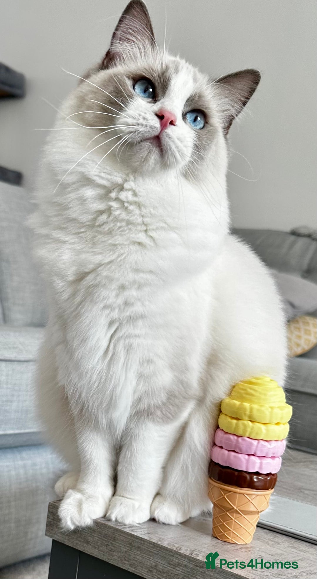 Ragdoll cats for sale:  🇪🇺Show quality European lines ragdoll girl 🩷 - Image 1