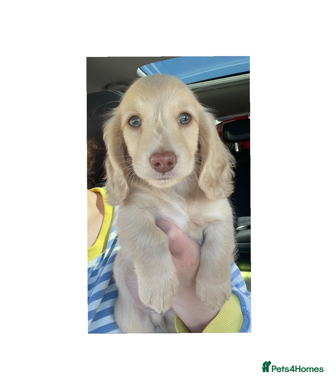 Miniature Dachshund dogs Chocolate based ee L/H Miniature Dachshund - Advert 1