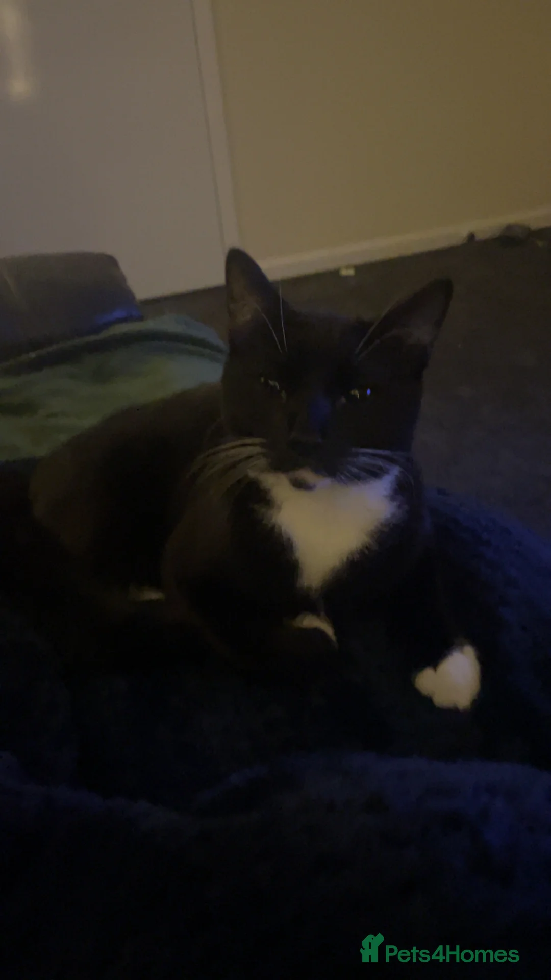 Mixed Breed cats for sale: Cat for sale - Advert 1