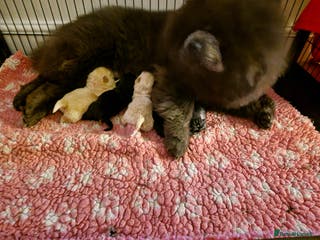 Chow Chow dogs Kc reg chow chow pups - Advert 10