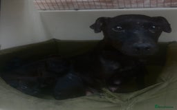 Mixed Breed dogs for sale: Patterdale x Lakeland terrier pups - Image 8