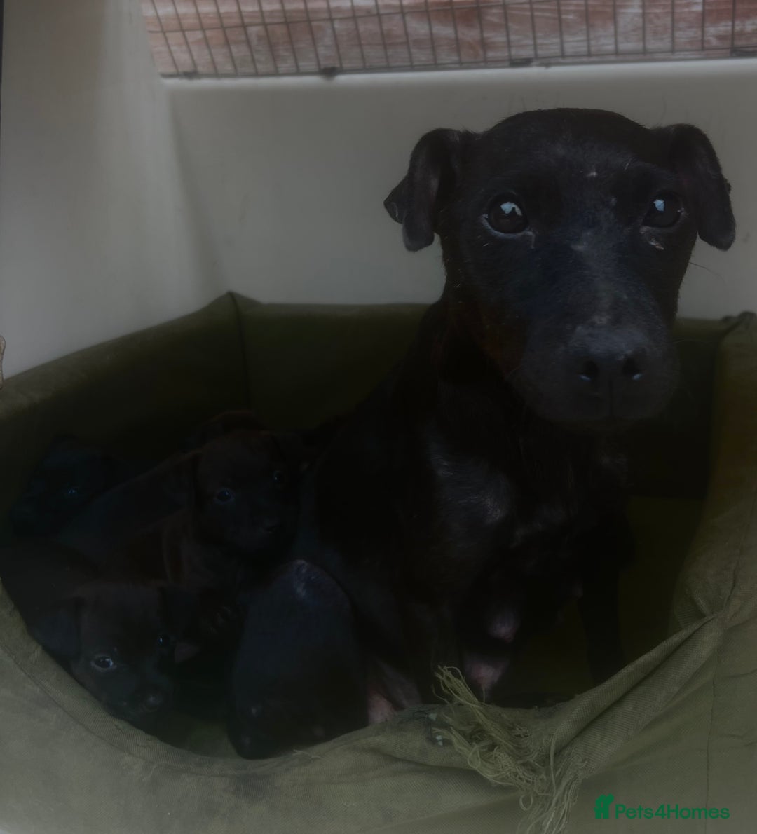 Mixed Breed dogs for sale: Patterdale x Lakeland terrier pups - Image 8