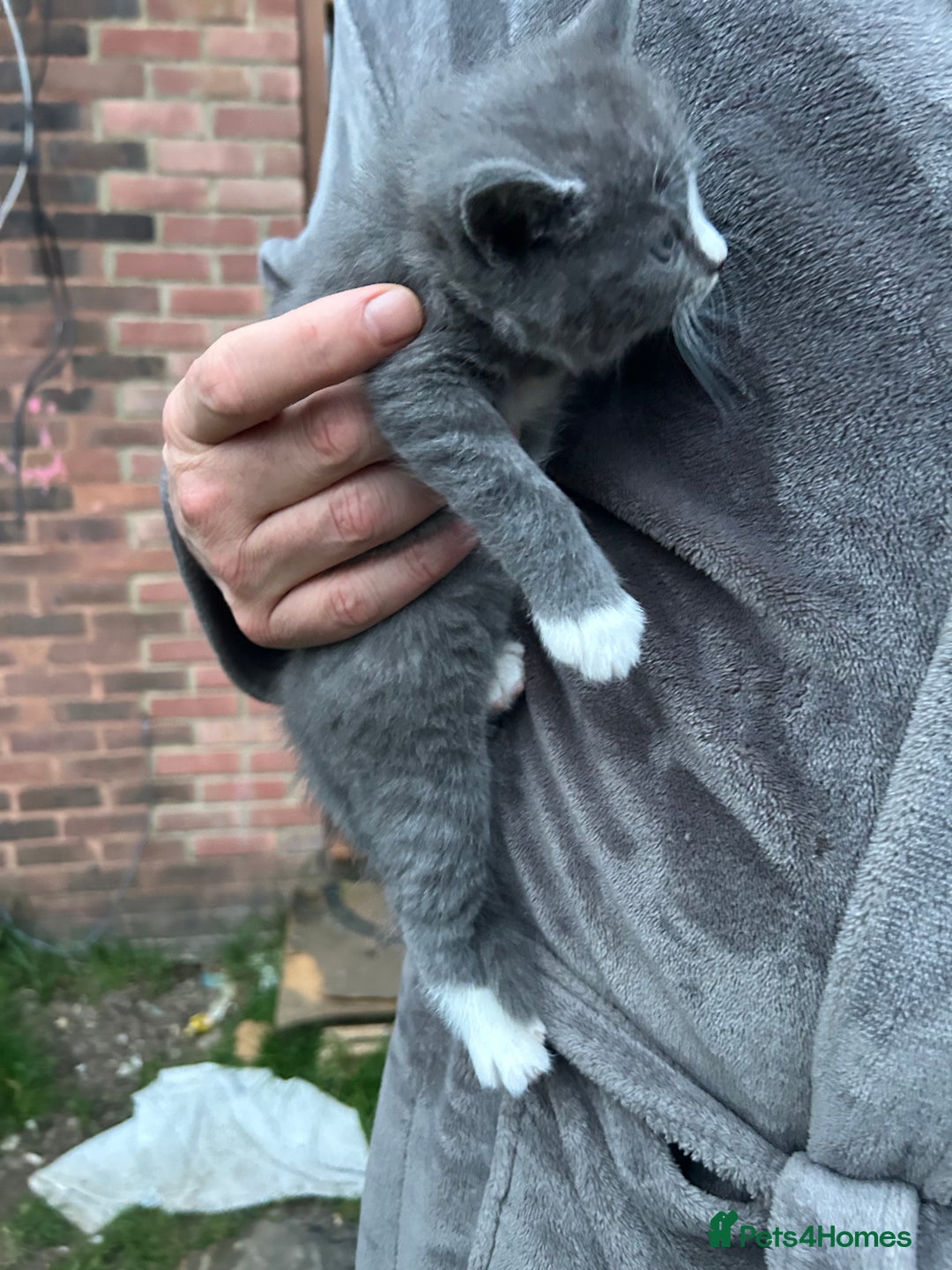 Mixed Breed cats for sale: Blue male with white socks  - Image 3
