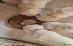 Golden Retriever dogs for sale: Stunning Cream Golden Retriever Puppies - Image 2