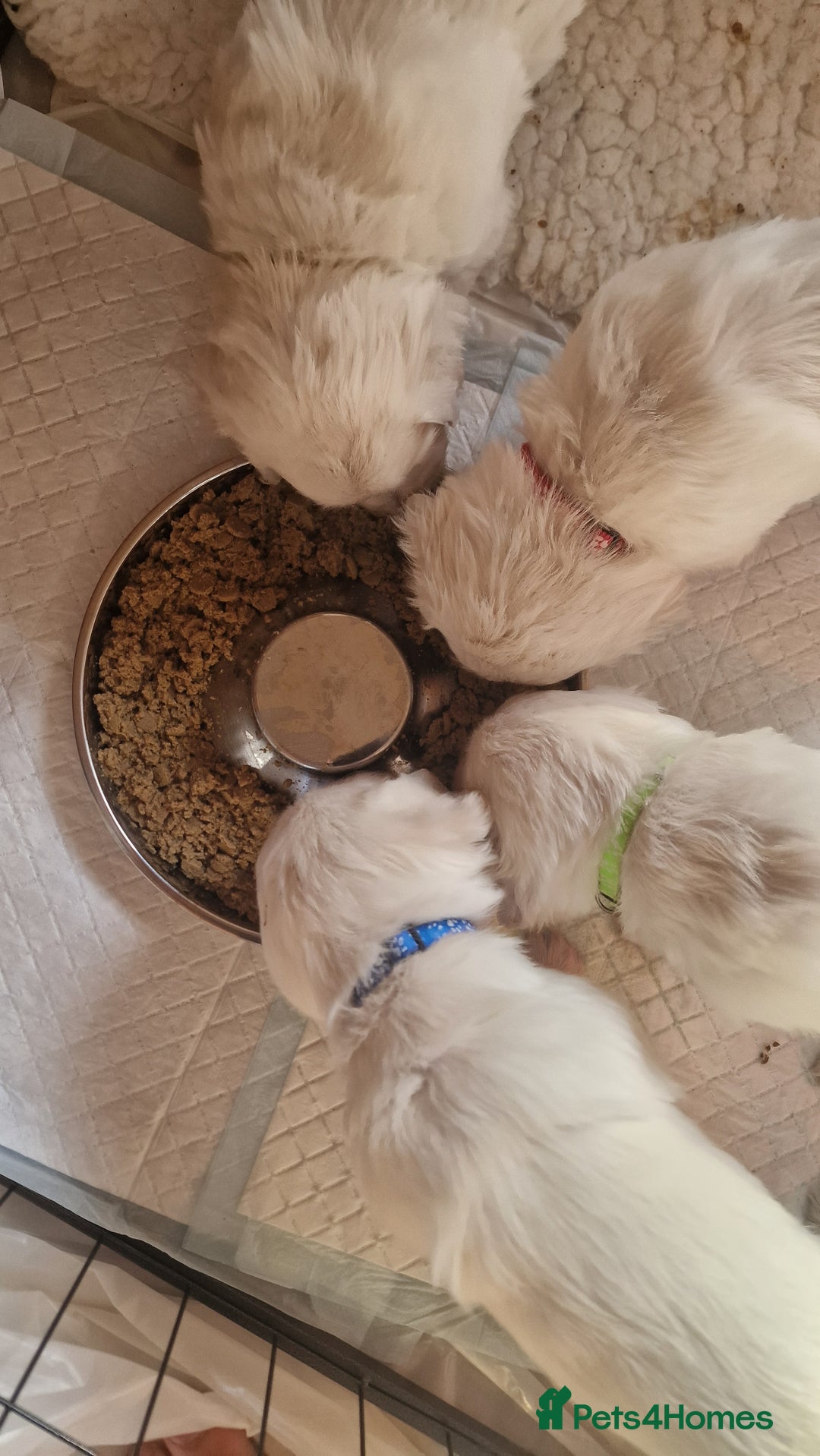 Golden Retriever dogs for sale: Stunning Cream Golden Retriever Puppies - Image 2