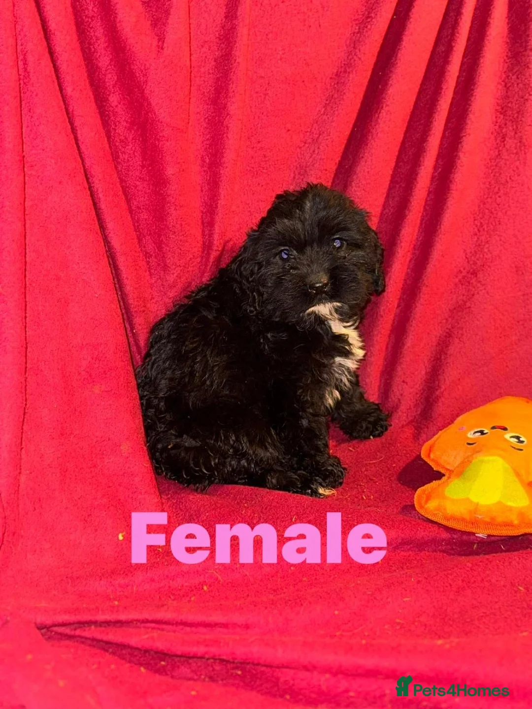 Mixed Breed dogs for sale: CAVA/COCKAPOO PUPPIES  - Advert 4