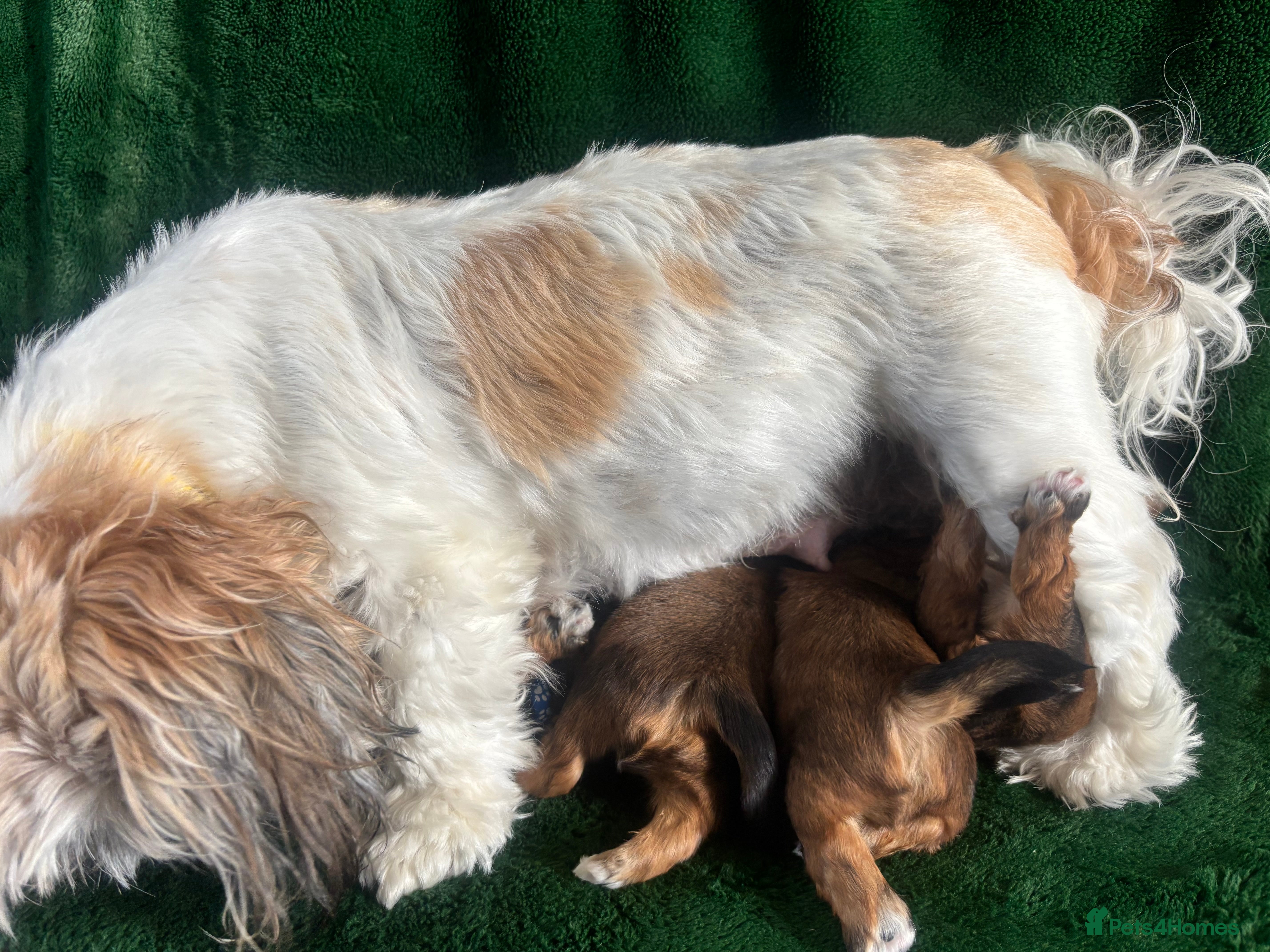 Mixed Breed dogs Lhasapoo puppies  - Advert 2
