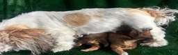 Mixed Breed dogs for sale: Lhasapoo puppies  - Advert 7