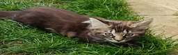 Mixed Breed cats for sale: Little cuties - Advert 16