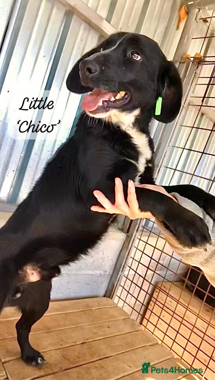 Mixed Breed dogs Chico, 1-2 yrs old. Available for adoption. - Advert 9