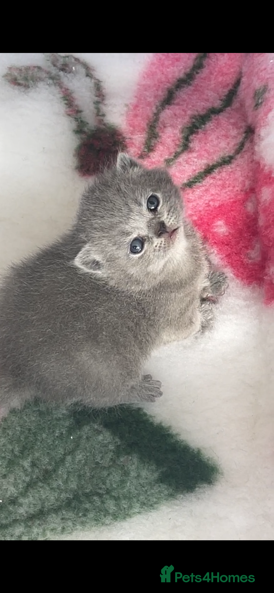 British Shorthair cats British Shorthair and British Longhair kittens - Advert 4