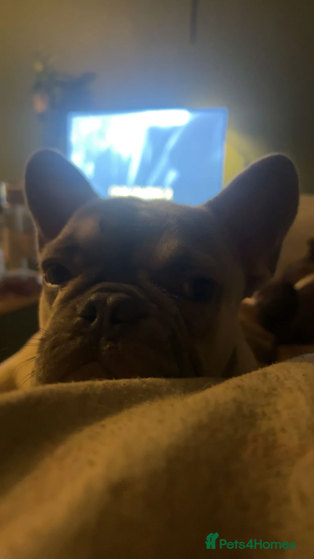 French Bulldog dogs for sale: Needing a home asap in Norwich - Advert 2
