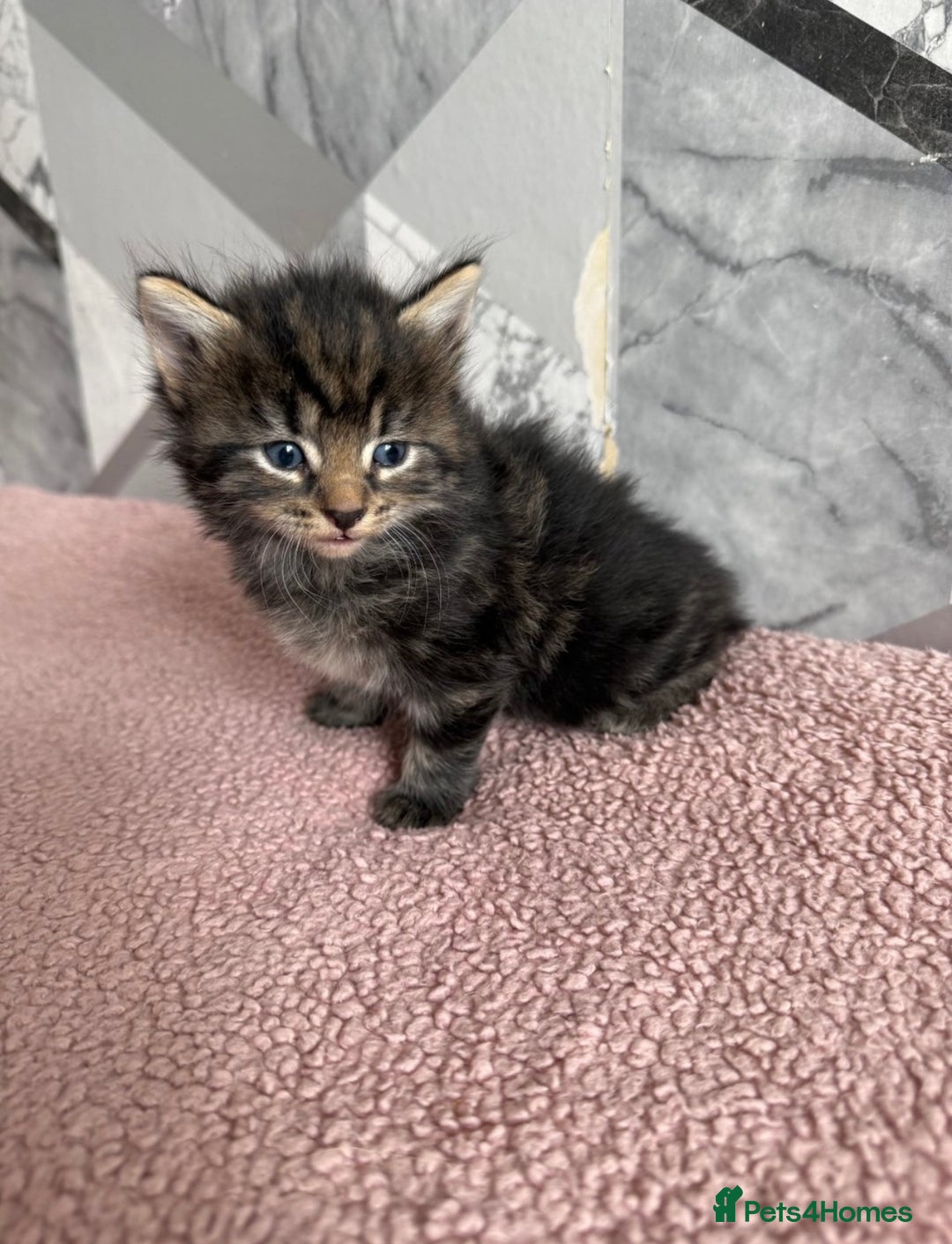 Mixed Breed cats for sale: 4 beautiful kittens  - Image 5