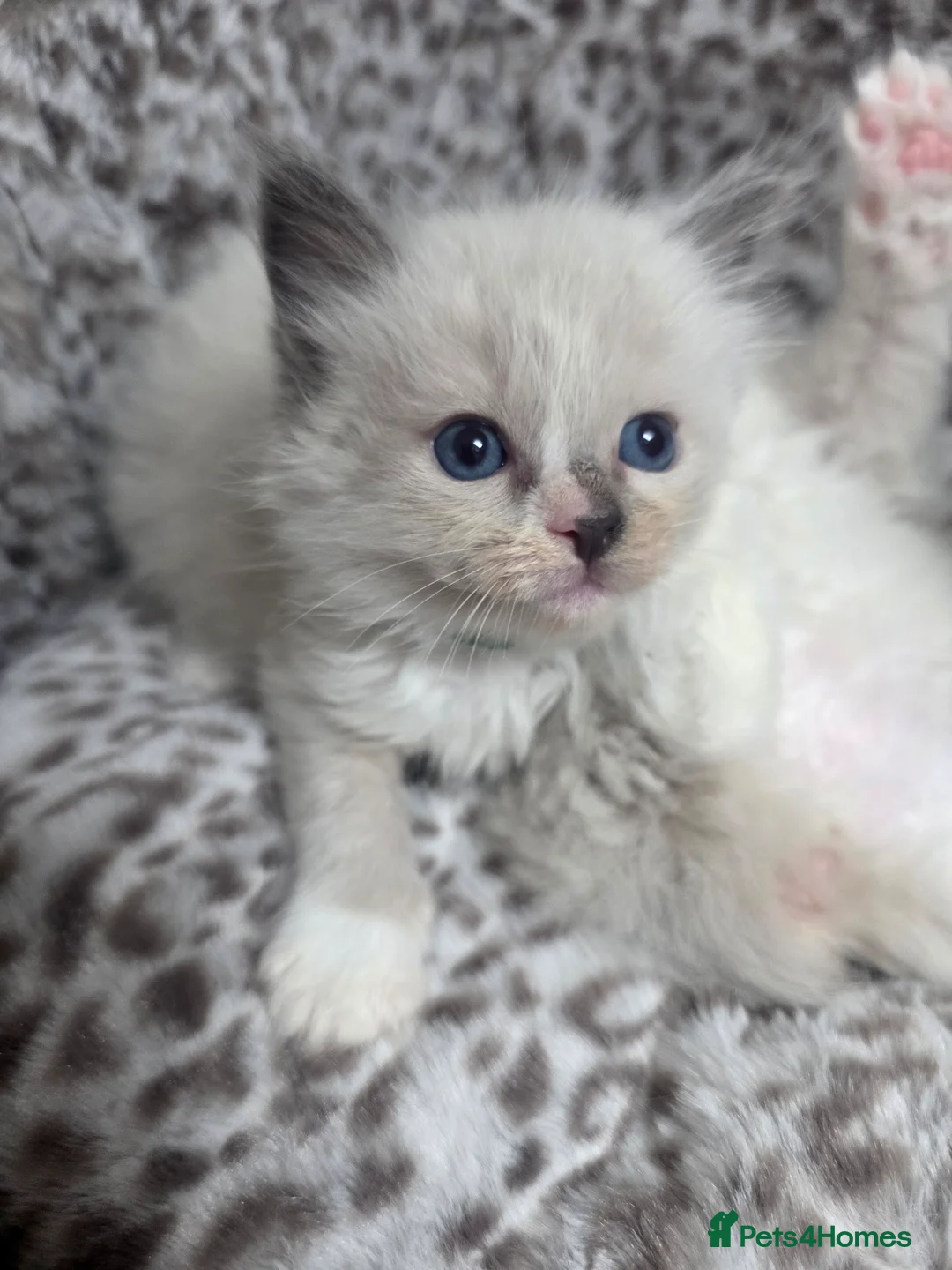Ragdoll cats for sale: Stunning Ragdoll kittens - Advert 19
