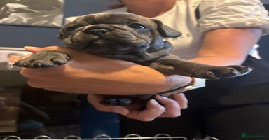 French Bulldog dogs - Advert 10