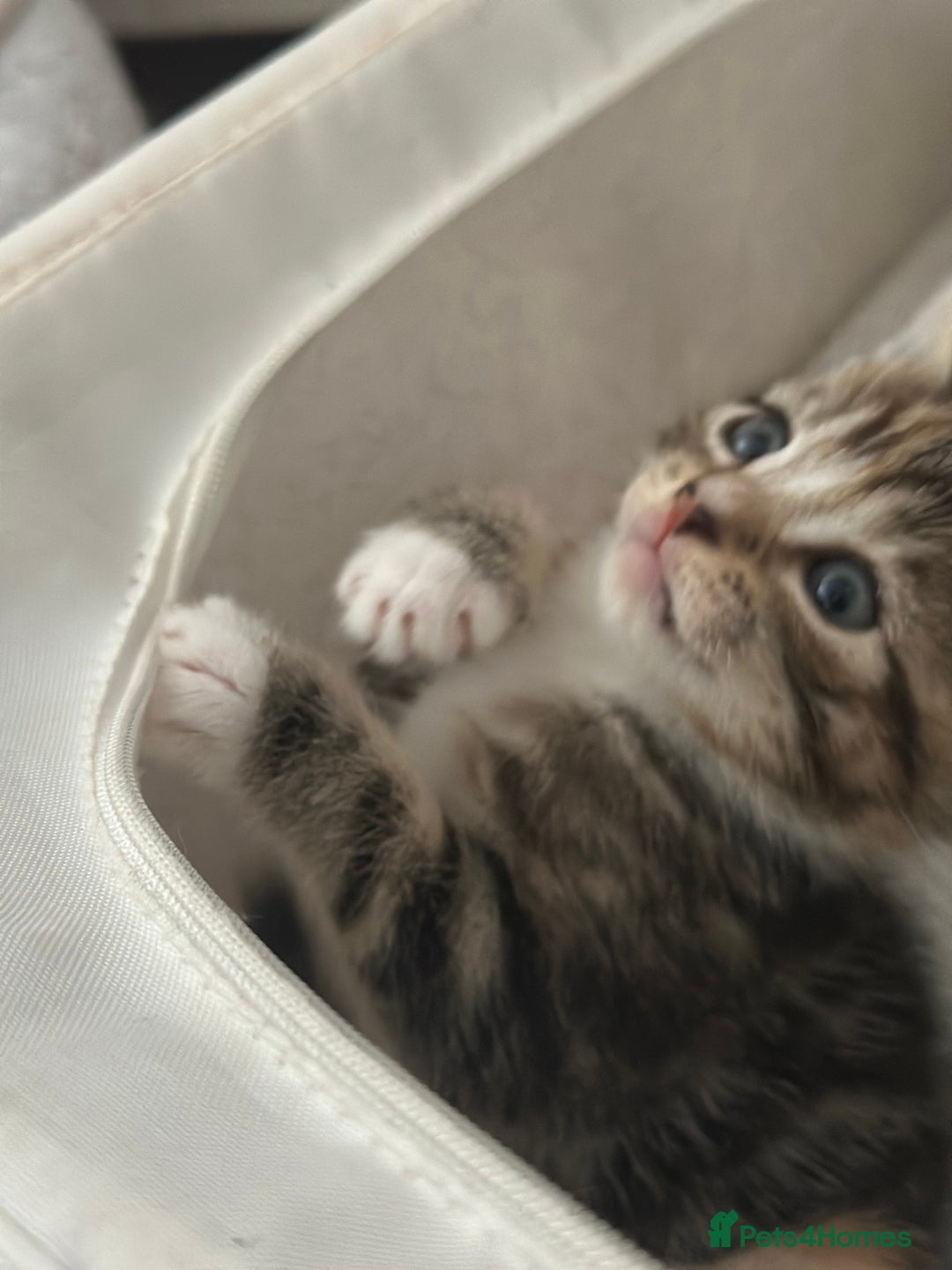 Mixed Breed cats for sale: Beautiful kittens - Image 33