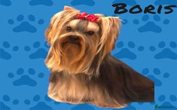 Yorkshire Terrier dogs for sale: Beautiful Pedigree Yorkshire Terrier puppies. - Advert 9