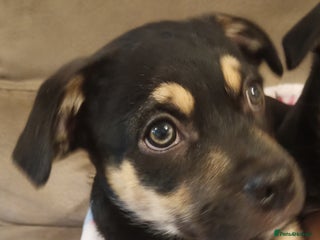 Mixed Breed dogs Pug X Collie pups (Pugollies) 3 Boys 1 Girl - Advert 18