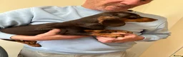 Miniature Dachshund dogs for sale: kc mini dachshund pups READY NOW - Advert 26
