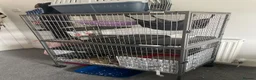 Ferret rodents for sale: 2 young ferrets and cage  - Advert 1