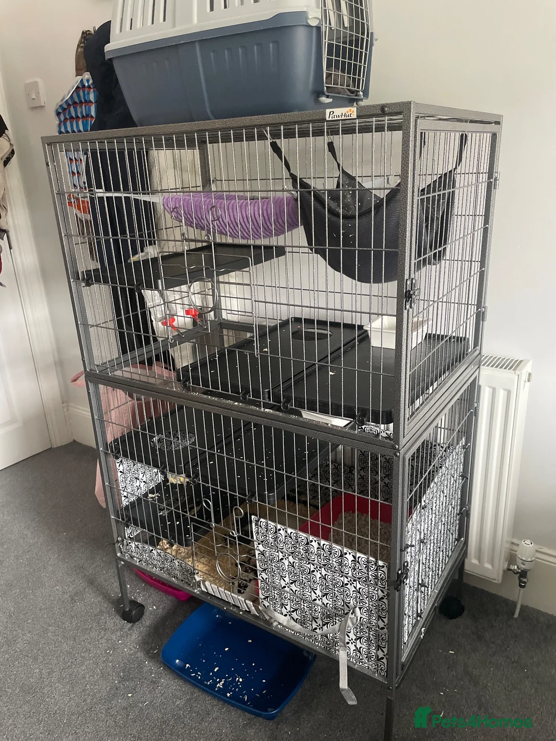 Ferret rodents for sale: 2 young ferrets and cage  - Advert 1