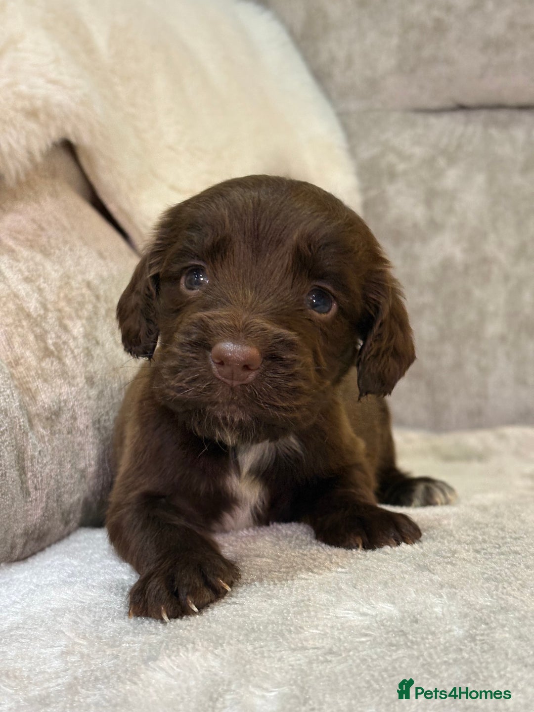 Cocker Spaniel dogs for sale: Stunning cocker spaniel puppies - Advert 6