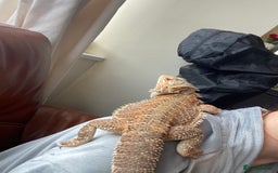 Bearded Dragon reptiles for sale: Bearded Dragon for sale - Image 3