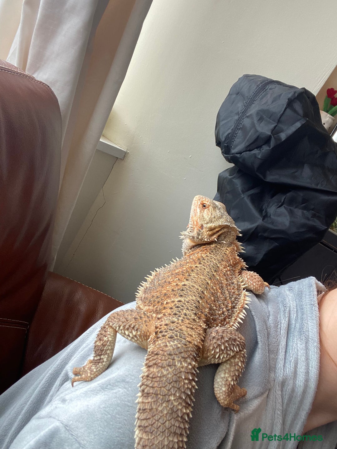Bearded Dragon reptiles for sale: Bearded Dragon for sale - Image 3