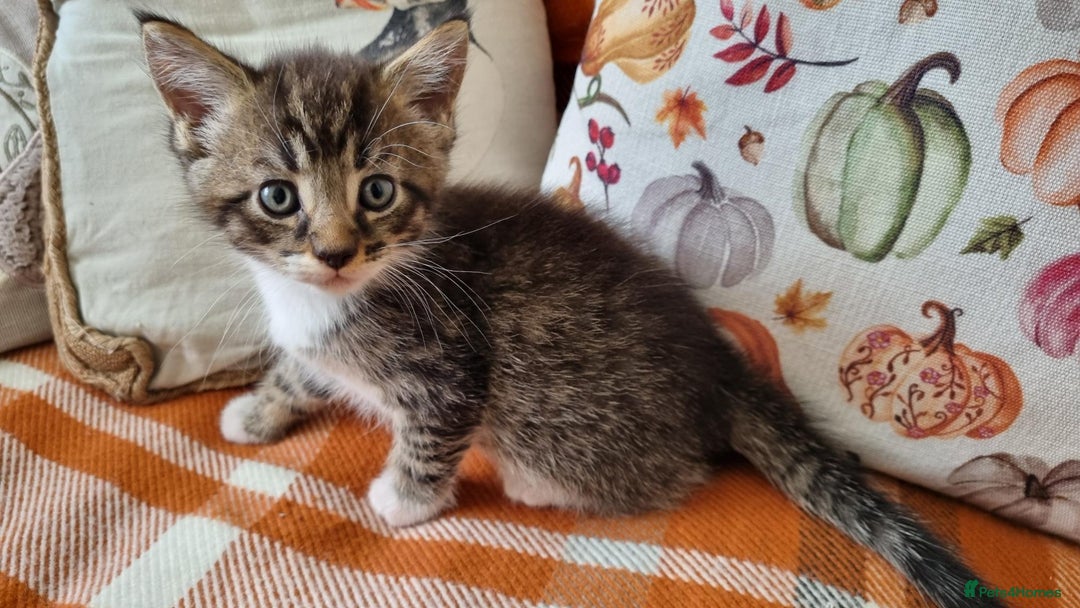 Mixed Breed cats for sale: Gorgeous Large Maine Coon Cross Kittens - Image 20
