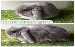 Mini Lop rabbits for sale: Beautiful mini lops ready now  - Image 5