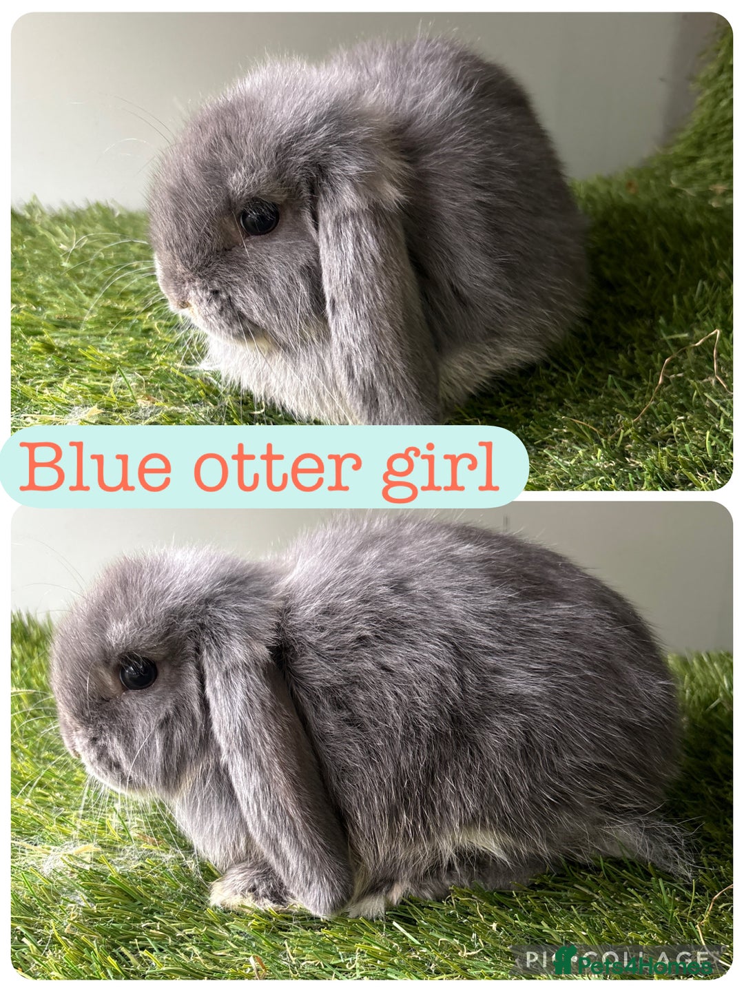Mini Lop rabbits for sale: Beautiful mini lops ready now  - Image 5