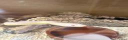Corn Snake reptiles for sale: Susie beautiful albino corn snake in Worcester - Advert 10