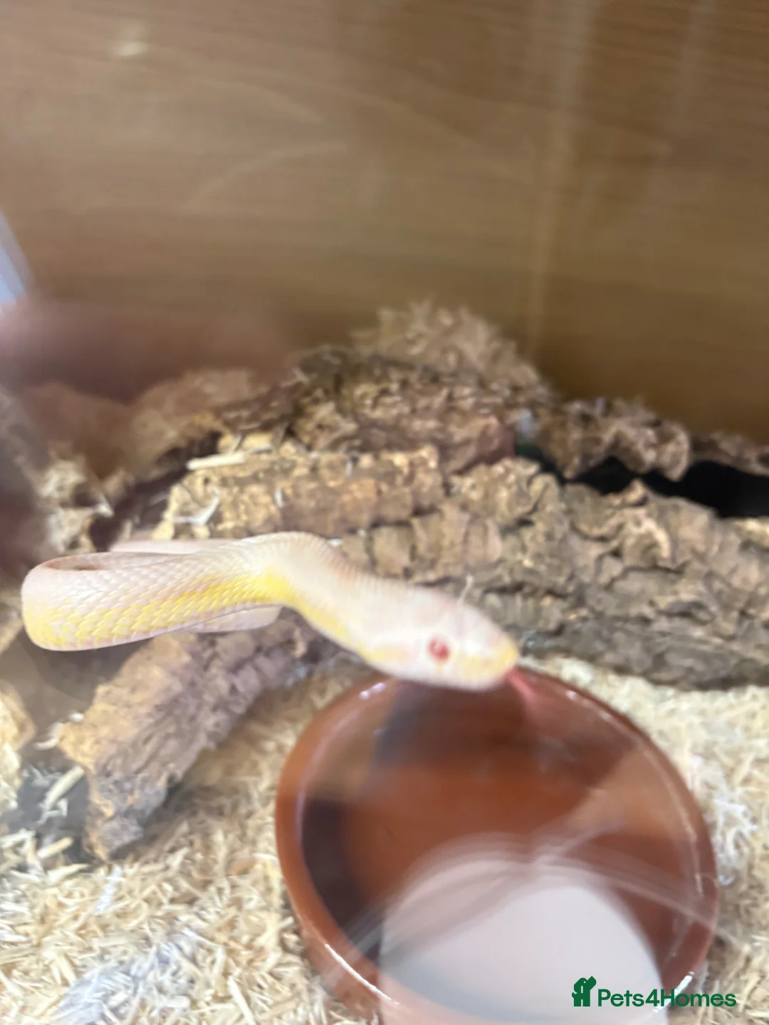 Corn Snake reptiles for sale: Susie beautiful albino corn snake in Worcester - Advert 10