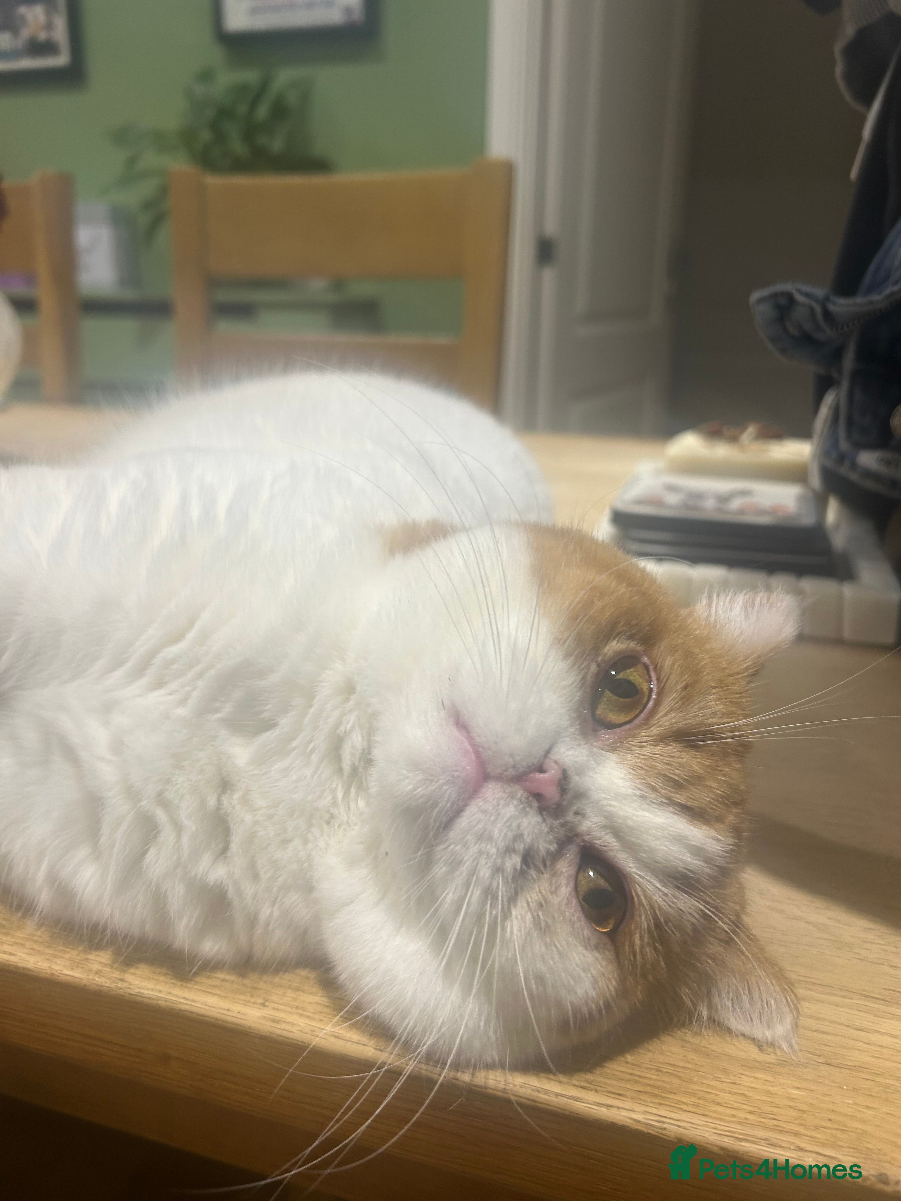 British Shorthair cats Retired queen for rehome in Shrewsbury - Advert 1